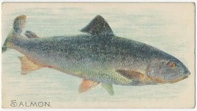 29 Salmon